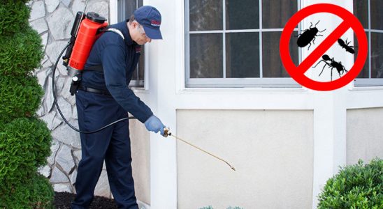 Büyükçekmece Kene İlaçlama böcek ilaçlama ve haşere kontrolü — ilaclama-tr.com